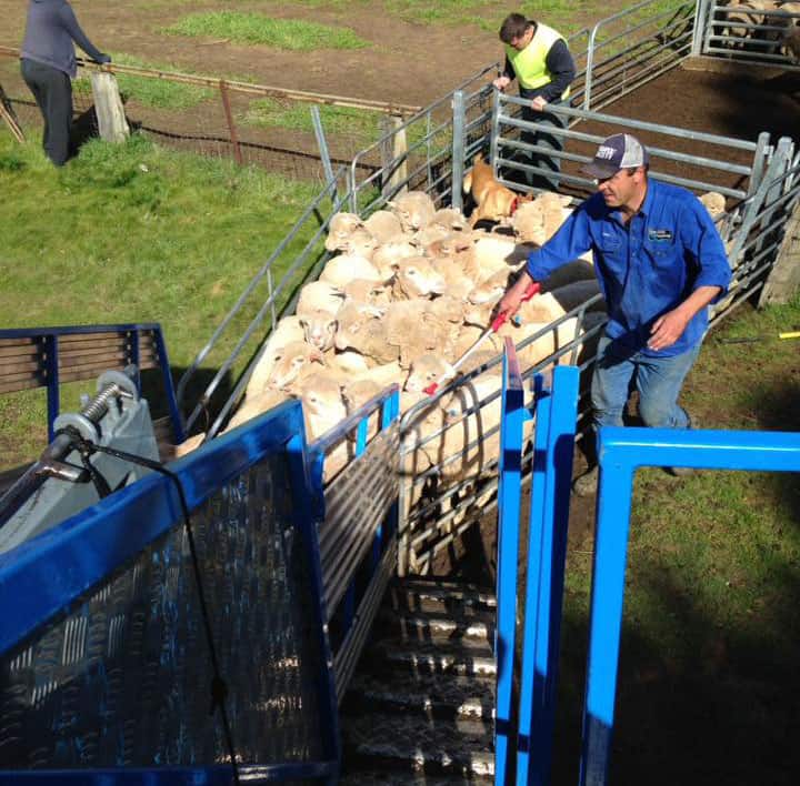 Sheep Dipping Contractors NSW VIC